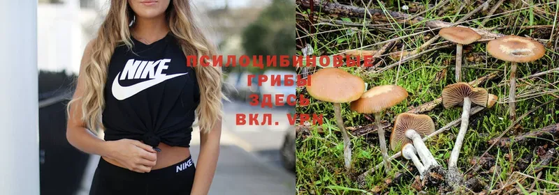 Псилоцибиновые грибы Psilocybe  Сортавала 